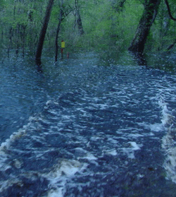 Flood Waters Rising in the Trees