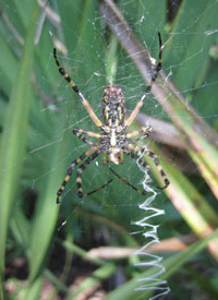 Garden Spider