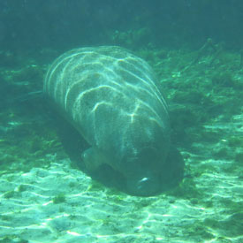 Manatee