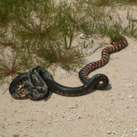 Mud Snake