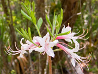 Wild Azalea