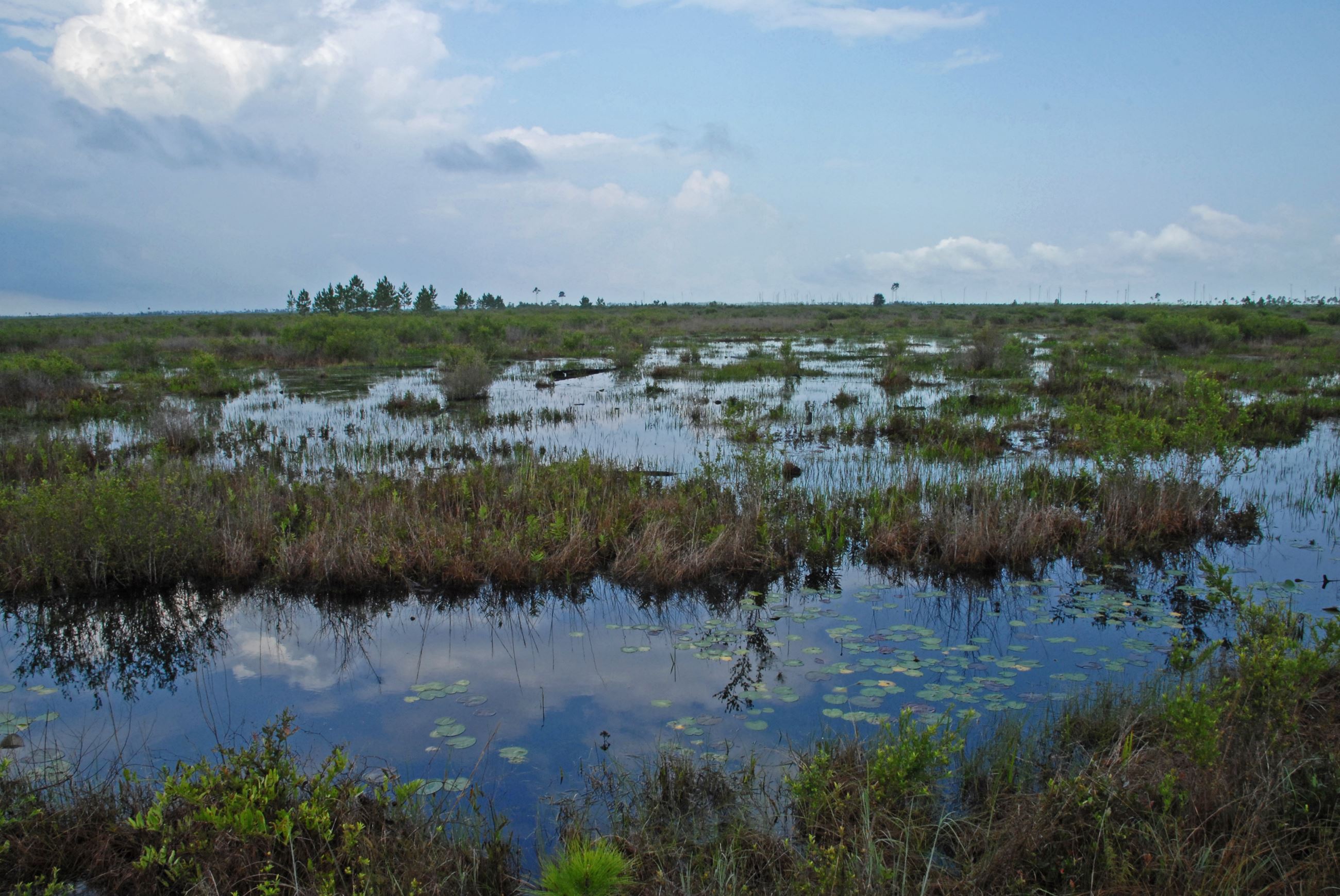 Mallory Swamp 