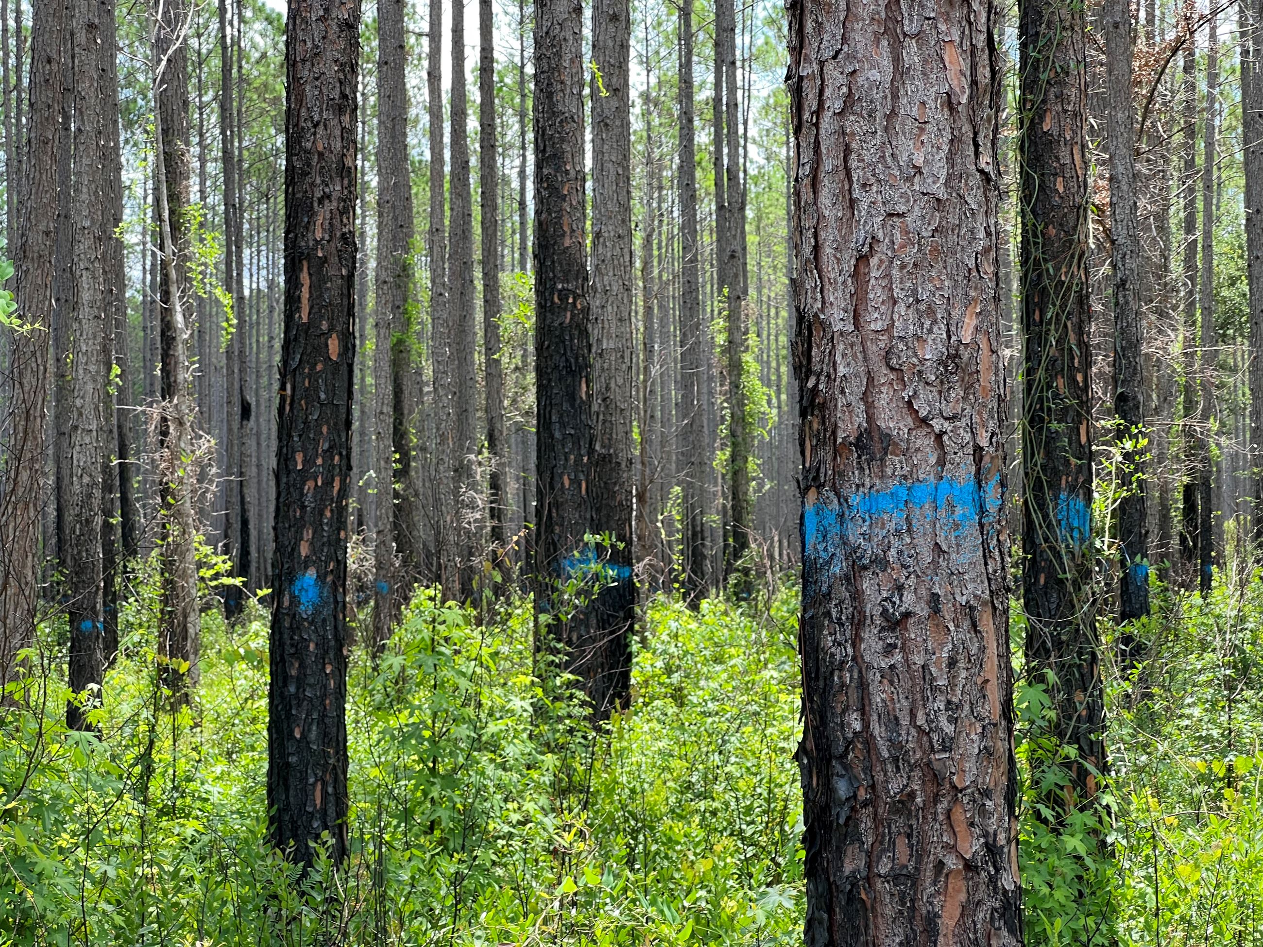 Marked trees for timber harvesting on the Steinhatchee Springs tract