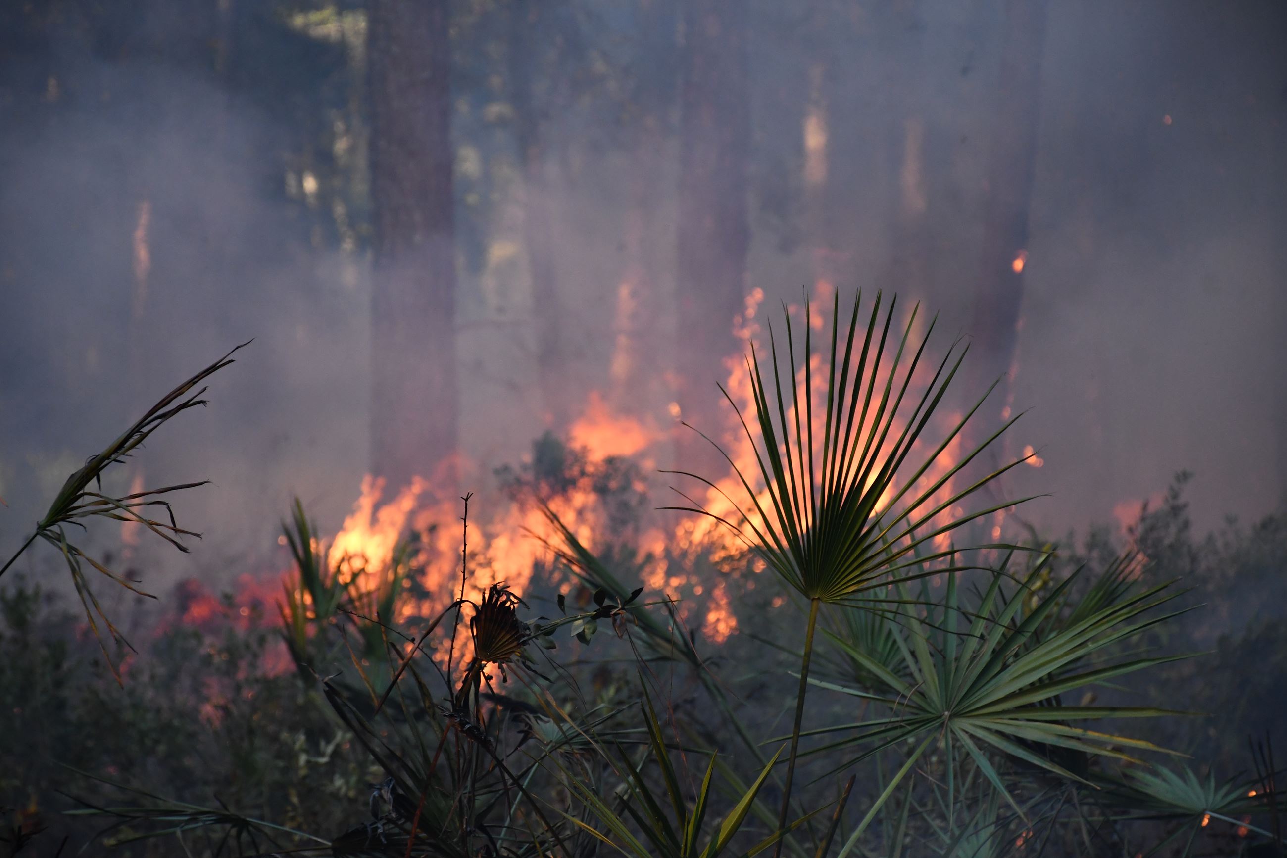Fire moving up a pine tress in the background with vegetation in the foreground.