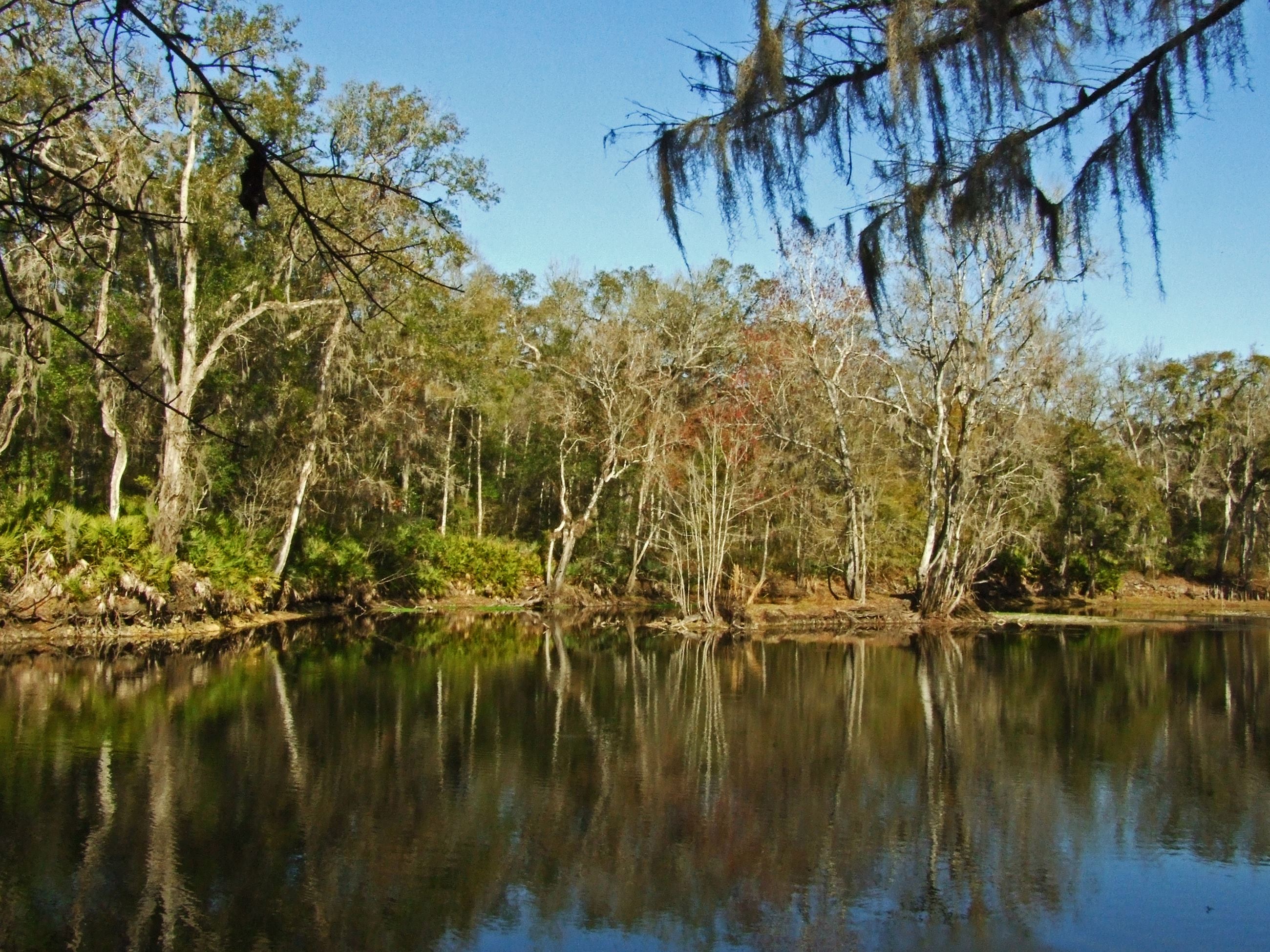 Thick forest of trees lining the Santa Fe River.
