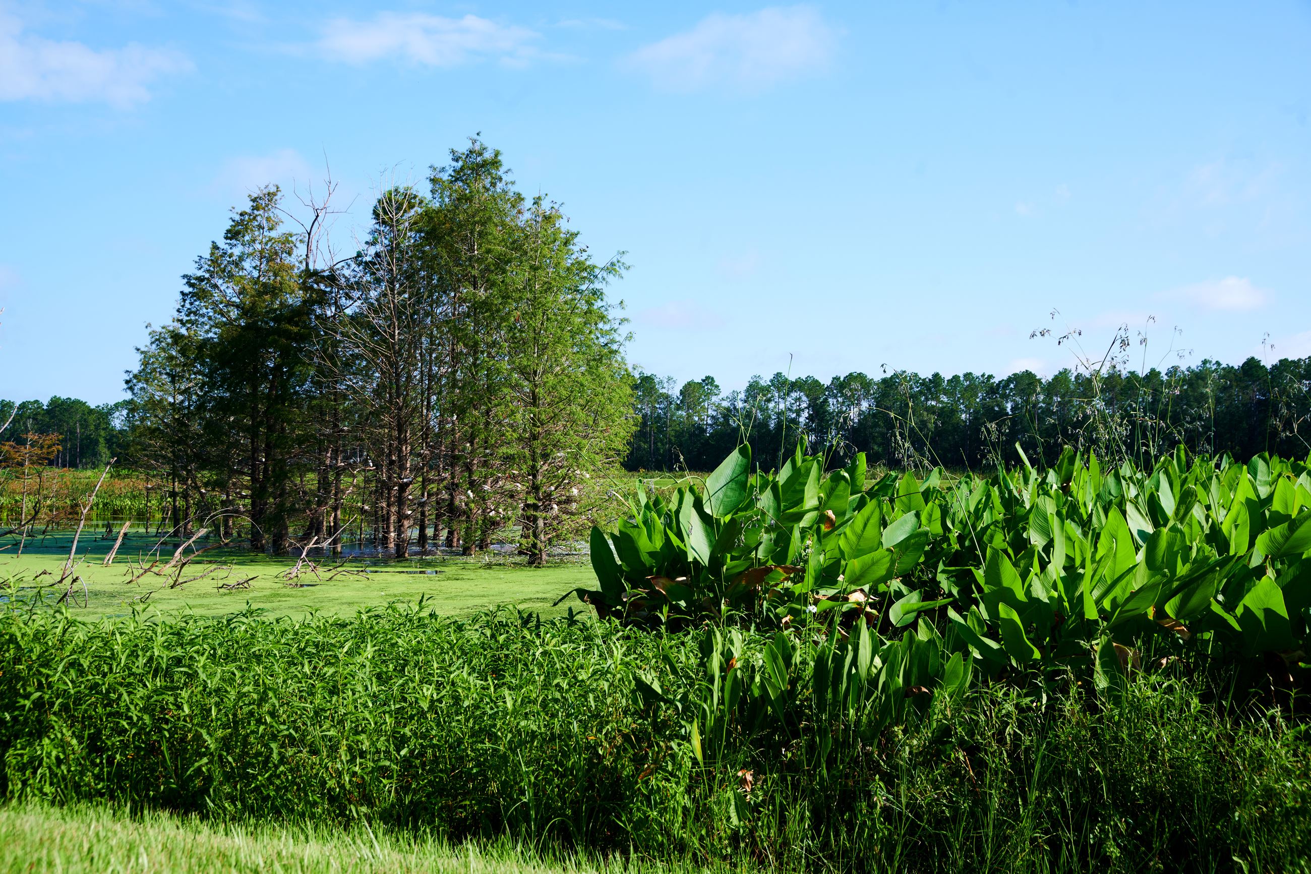Lake City Wetland