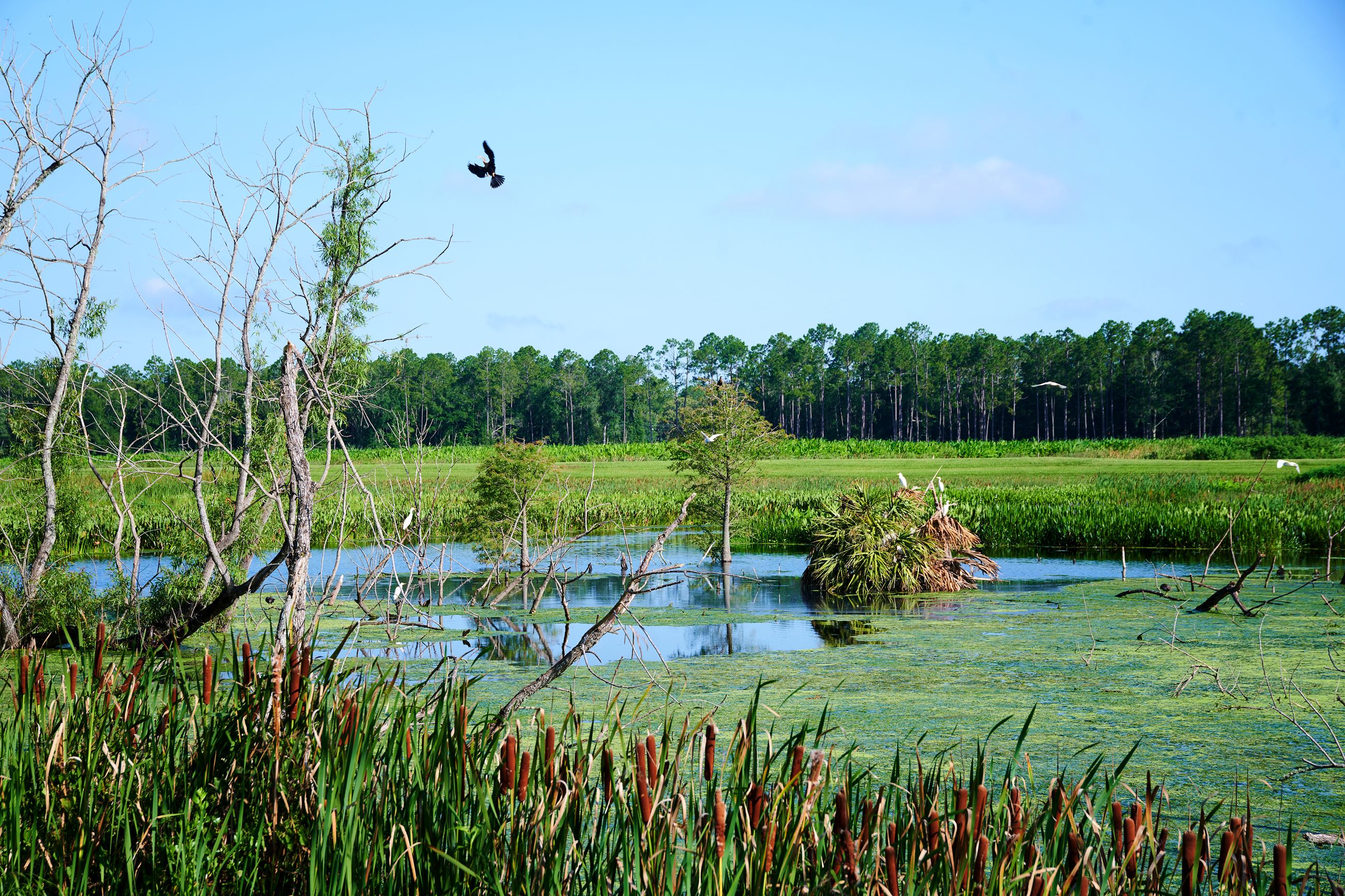 Wetland area with a pond, bird flying and sparse trees.