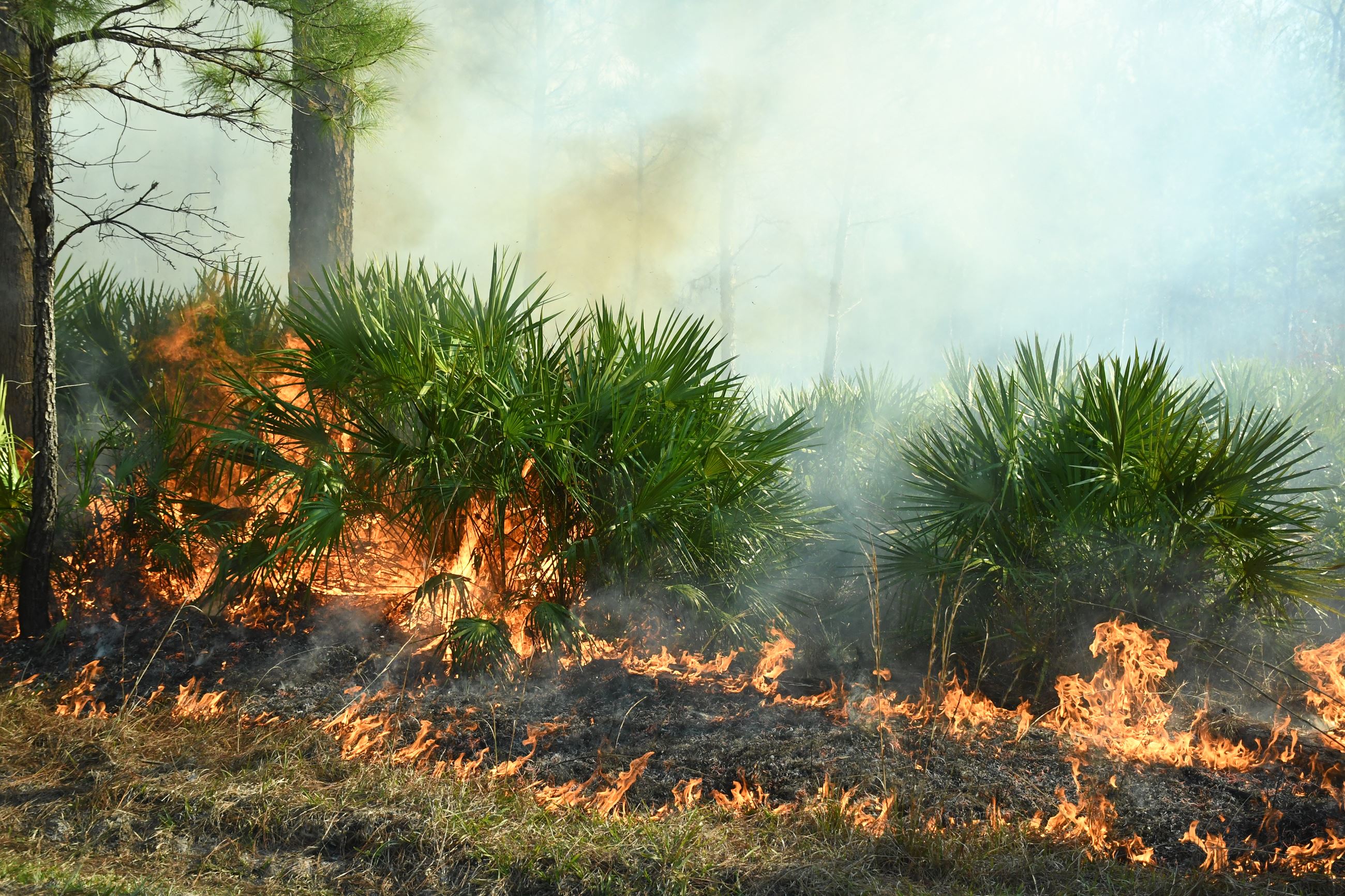 Fire moving towards vegetation